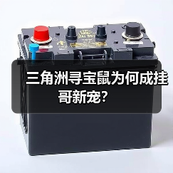 三角洲寻宝鼠为何成挂哥新宠？（图2）