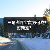 三角洲寻宝鼠为何成挂哥新宠？（图3）